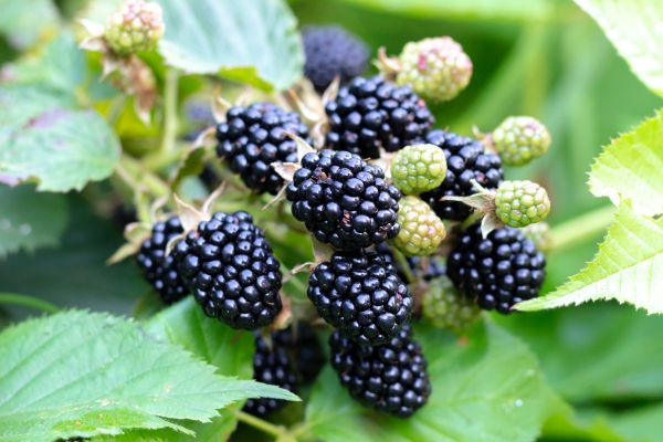 Blackberry Bush Removal in Salinas