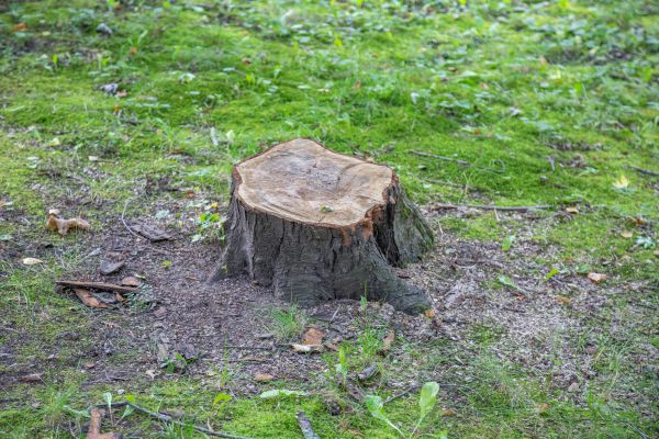 Bush Stump Removal in Salinas