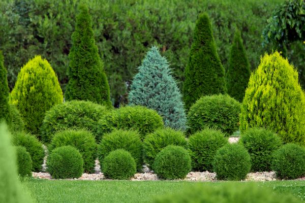 Bush Trimming Service in Salinas