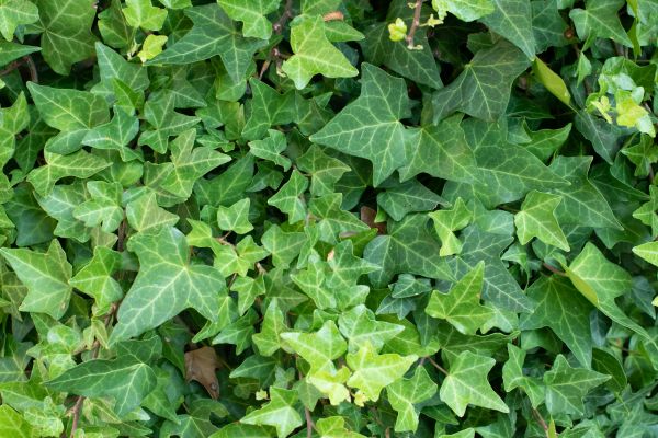 English Ivy Removal in Salinas