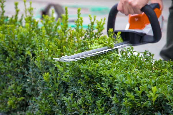 Hedge Pruning in Salinas