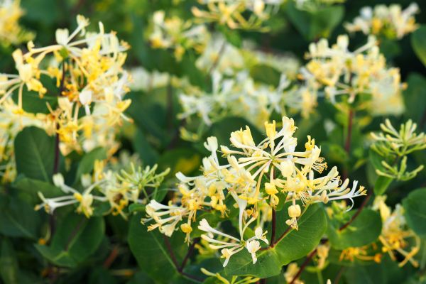 Honeysuckle Removal in Salinas
