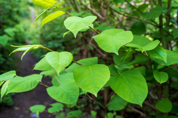 Invasive Plant Removal in Salinas