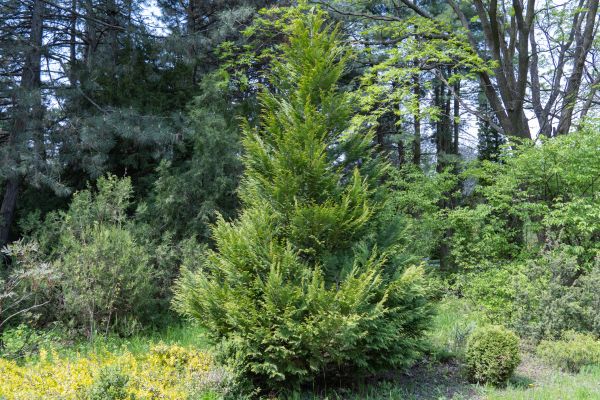 Juniper Pruning in Salinas