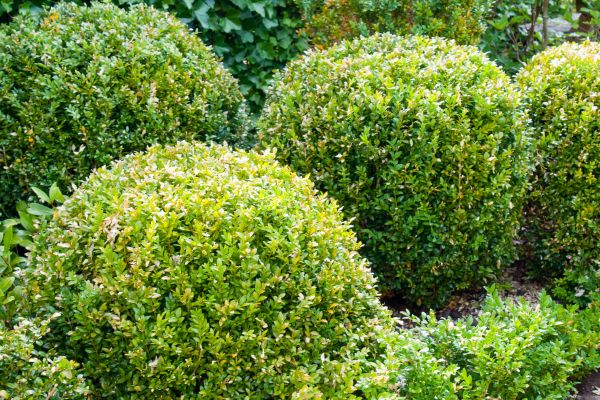 Landscape Trimming Service in Salinas