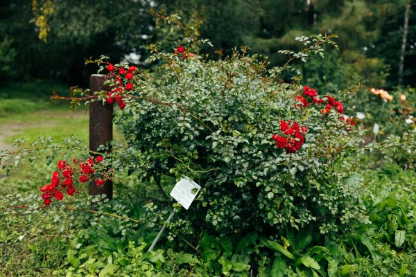 Rose Bush Removal in Salinas