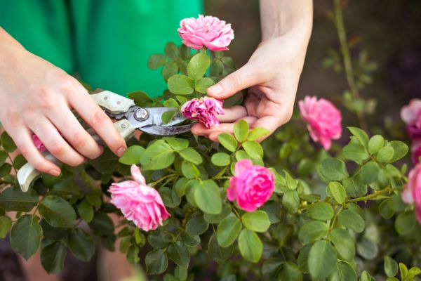 Rose Trimming in Salinas