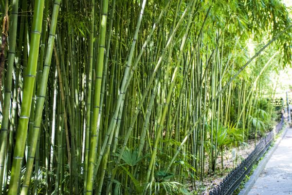 Bamboo Root Removal in Salinas