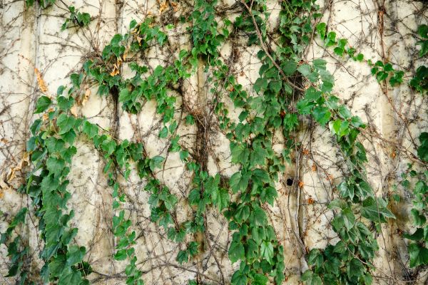 Vine Removal Service in Salinas