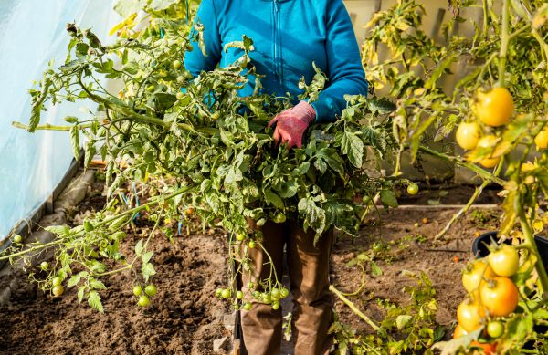 Garden Plant Removal in Salinas