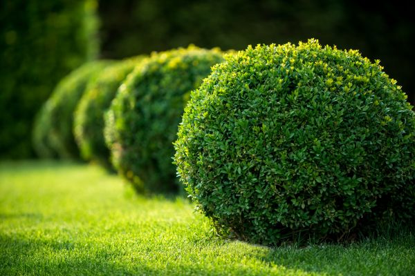 Cost of Bush Pruning in Salinas