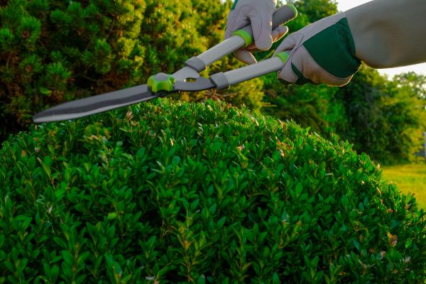 Topiary Shearing in Salinas
