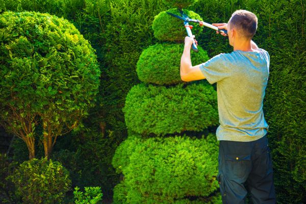 Topiary Shaping in Salinas