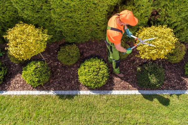 Topiary Trimming in Salinas