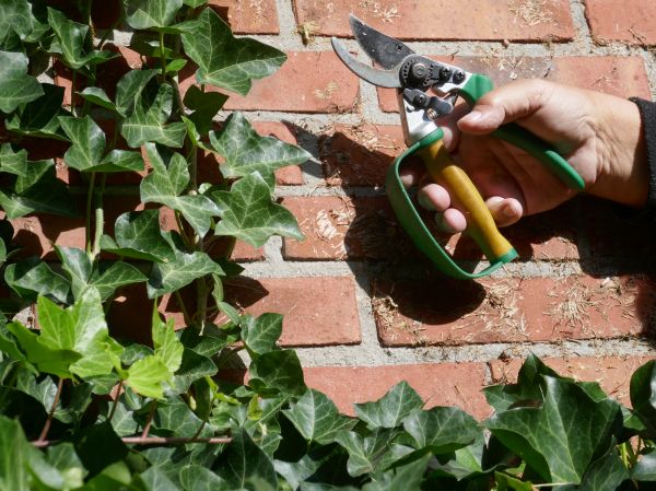 Ivy Removal Service in Salinas