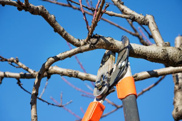 Selective Pruning in Salinas