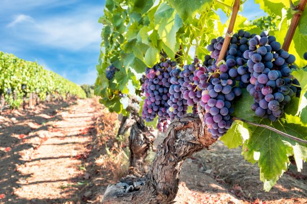 Cost of Grapevine Pruning in Salinas