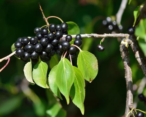 Buckthorn Removal in Salinas