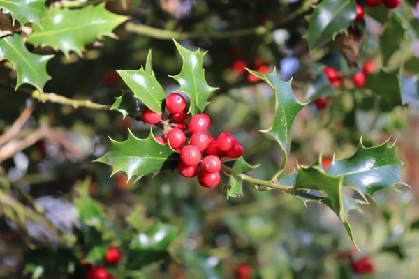 Holly Tree Trimming in Salinas