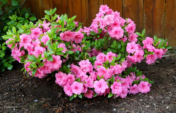 Azaleas Removal in Salinas
