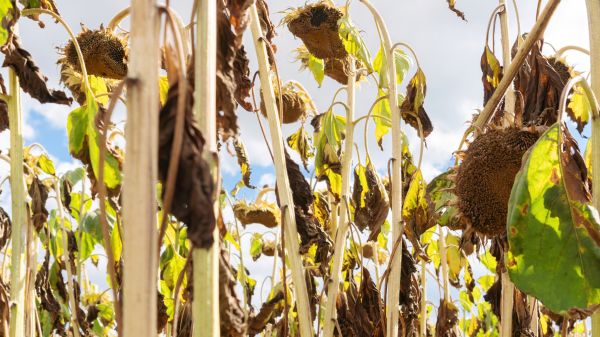 Dead Plant Removal in Salinas