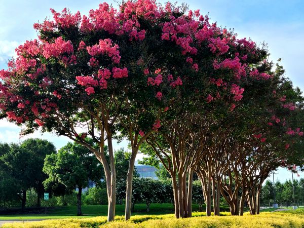 Cost of Crepe Myrtle Pruning in Salinas