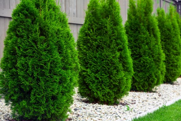 Arborvitae Pruning in Salinas