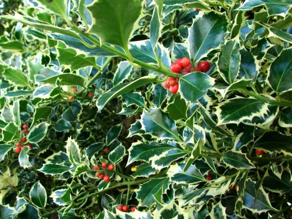 Holly Bushes Trimming in Salinas