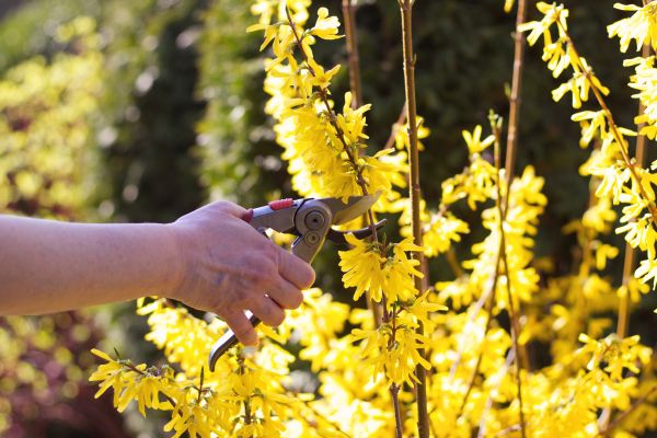 Forsythia Pruning in Salinas