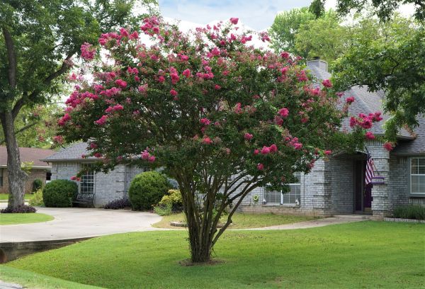 Crepe Myrtle Trimming in Salinas