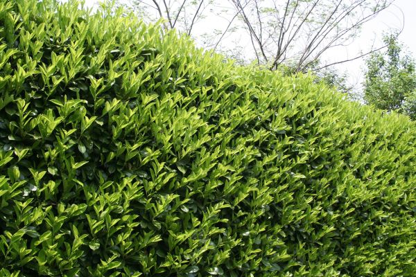 Laurel Shrub Removal in Salinas