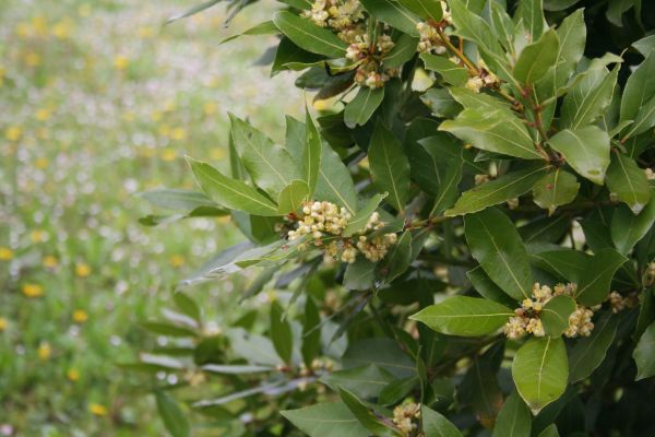 Laurel Trimming in Salinas