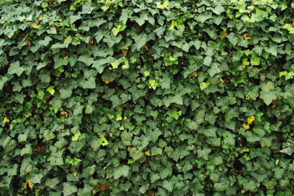 Ivy Pruning service in Salinas