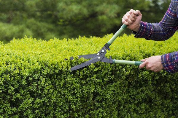 Evergreen Shrub Pruning in Salinas