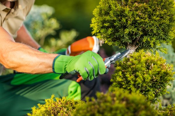 Landscape Pruning Service in Salinas