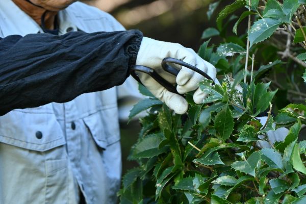 Holly Pruning in Salinas