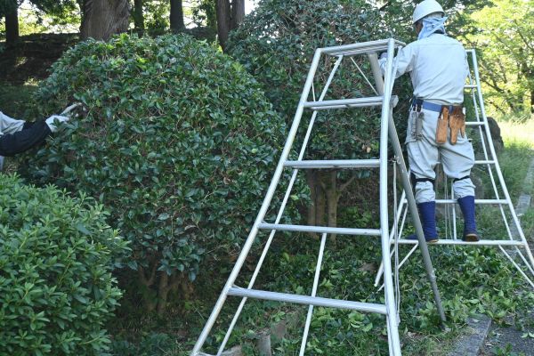Holly Shaping in Salinas