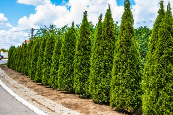 Arborvitae Shearing in Salinas