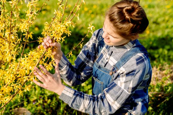 Forsythia Trimming in Salinas