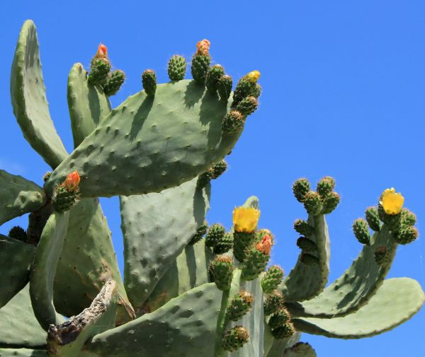 Cactus Removal in Salinas