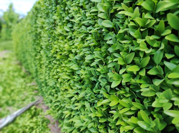 Cost of Boxwood Pruning in Salinas