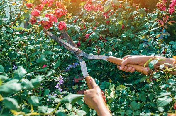 Knockout Roses Pruning in Salinas
