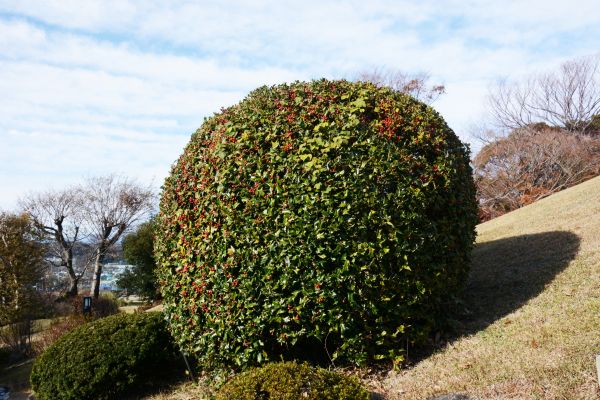 Holly Shrub Pruning in Salinas