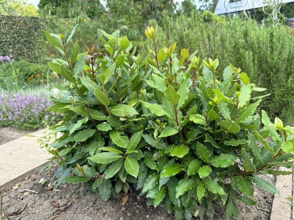 Laurel Hedge Trimming in Salinas