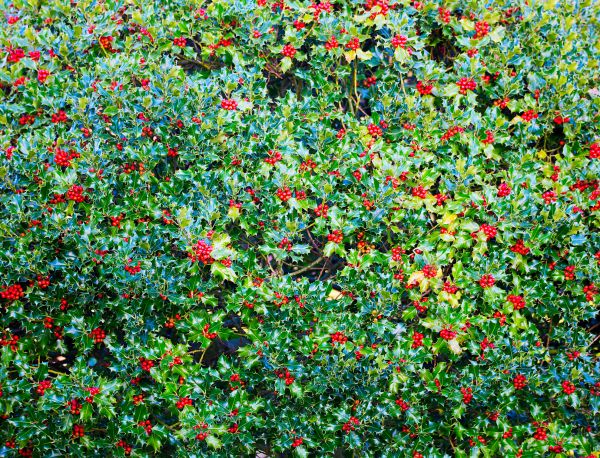 Holly Bush Removal in Salinas