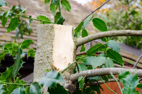 Holly Tree Removal in Salinas