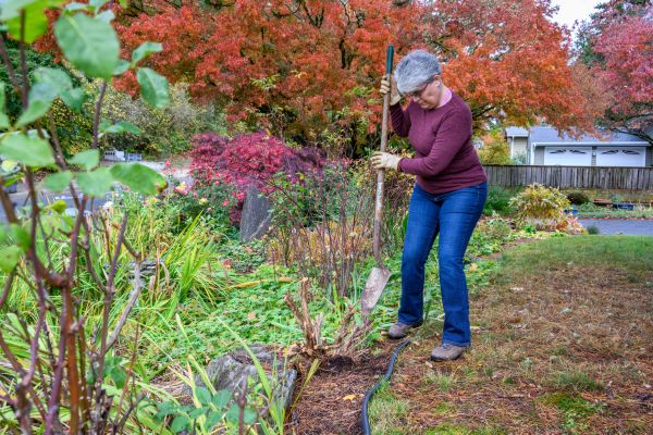 Dead Bush Removal in Salinas