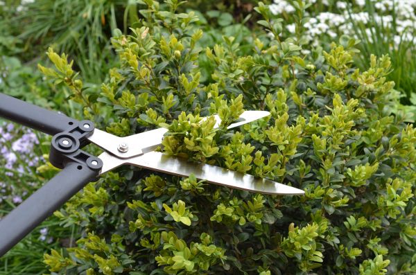 Cost of Boxwood Trimming in Salinas