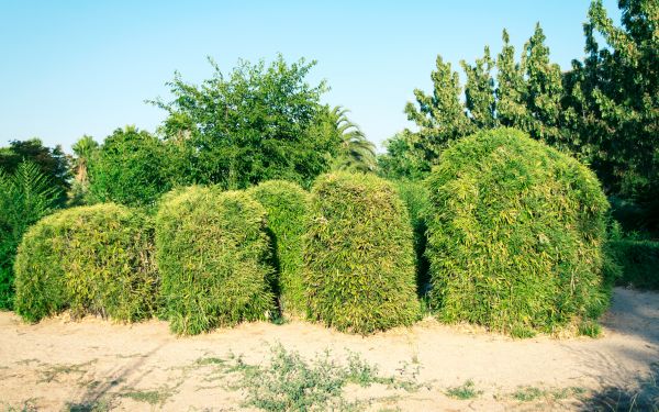 Bamboo Hedge Removal in Salinas