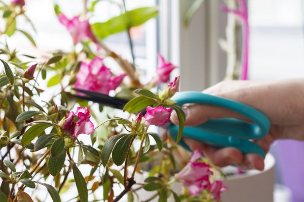 Azalea Pruning in Salinas